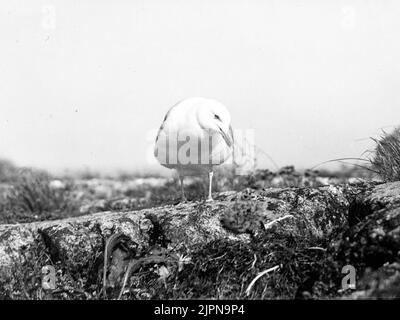 Grauspurig, Larus argentatus, sensibel auf Jugendliche davor herabsehend Gråtrut, Larus argentatus, Seende känsligt NED på unge framför sig Stockfoto