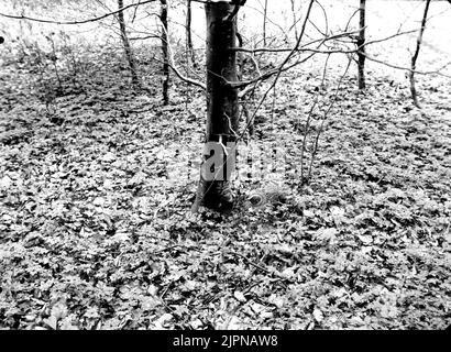 Fasiánus Cólchicus (Fasiánus Henne) auf dem Landgut. 25. Mai 1912 Fasanhöna (Phasiánus cólchicus) på boet. 25. Mai 1912 Stockfoto