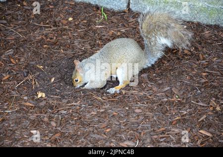 Ein graues Eichhörnchen vergräbt eine Nuss in den Boden Stockfoto