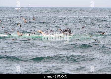 Die Schnauze eines Buckelwals auf der Wasseroberfläche Mit einigen fliegenden Möwen im Atlantik Stockfoto