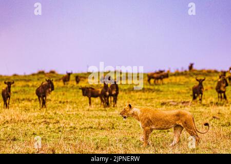 Der Löwe ist eine große Katze der Gattung Panthera, die in Afrika und Indien beheimatet ist. Sie hat einen muskulösen, breitbrüchigen Körper, einen kurzen, abgerundeten Kopf, runde Ohren; A Stockfoto