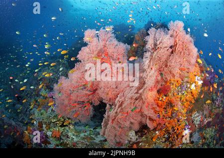 Schmuckfee-Basslet oder Lyeinzelhandel-Anthias (Pseudanthias scamipinnis), die um eine riesige geknotete Fankoralle (Melithaea ochracea), Komodo, Indonesien, fahren Stockfoto