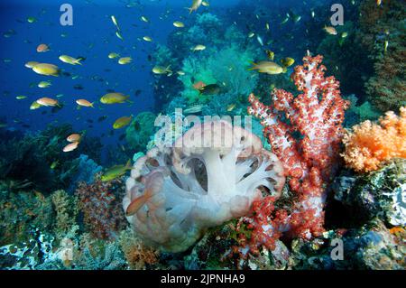 Riffszene, Anthias (Anthiadidae), die um farbenfrohe Weichkorallen (Anthozoa) fahren, topisches Korallenriff in Komodo, Indonesien Stockfoto