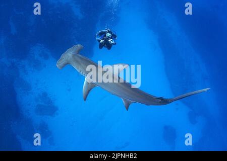 Großer Hammerhai (Sphyrna Mokarran), Bimini, Bahamas, Karibik Stockfoto