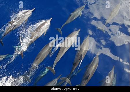 Gewöhnliche Delfine (Delphinus delphis) beim Surfen an der Oberfläche, Papua-Neuguinea, Pazifischer Ozean Stockfoto