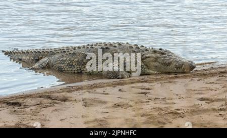 Nilkrokodil (Crocodylus niloticus), Maasai Mara National Park, Kenia, Afrika Stockfoto