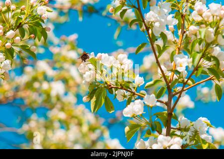 Blick auf weiße Blumen, Blütenblätter, Knospen eines Apfelbaums auf einem Ast Stockfoto