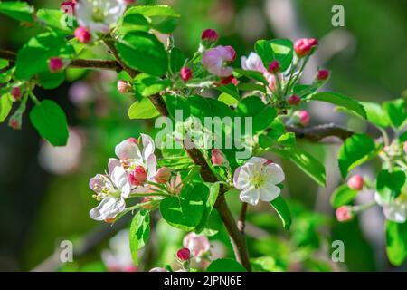 Blühende rosa Blüten und ungeöffnete Knospen eines Apfelbaums auf einem Ast bei sonnigem Wetter vor einem Hintergrund von grünen frischen Blättern Stockfoto
