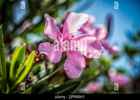 Eine Nahaufnahme einer rosa Oleanderblume an einem sonnigen Tag Stockfoto