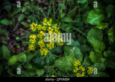 Kleine gelbe Schwertblüten im Wald Stockfoto