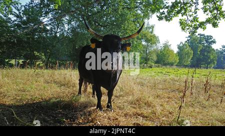 Eine schwarze dexter-Kuh mit Hörnern, die in einem Fahrerlager in Deutschland steht. Der Sommer ist dieses Jahr sehr trocken, so dass das Gras gelb ist. Stockfoto