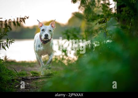 Pit Bull Terrier läuft auf einem Waldweg zwischen Gras und Bäumen Stockfoto