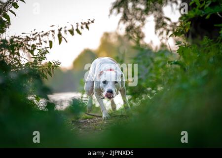 Pit Bull Terrier läuft auf einem Waldweg zwischen Gras und Bäumen Stockfoto