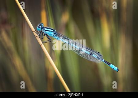 Blaue Libelle nach dem Regen Stockfoto