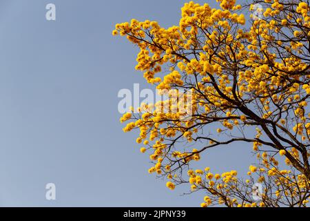 Goiânia, Goias, Brasilien – 18. August 2022: Einige blühende gelbe ipe-Zweige mit blauem Himmel im Hintergrund. (Handroanthus albus). Stockfoto