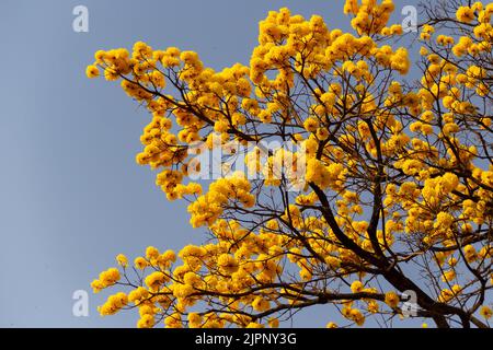 Goiânia, Goias, Brasilien – 18. August 2022: Einige blühende gelbe ipe-Zweige mit blauem Himmel im Hintergrund. (Handroanthus albus). Stockfoto