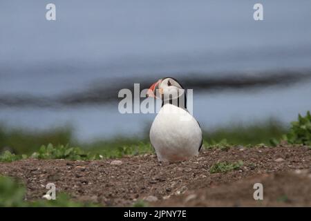 Puffin auf der Brutkolonie Inner Farne Island Northumberland UK Stockfoto