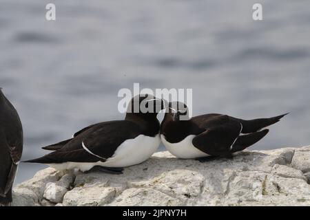 Razorbill / Alca torda Farne Islands Northumberland Großbritannien Mai 2022 Stockfoto