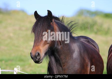 Brown Fell Pony Mare North Yorkshire Großbritannien Stockfoto