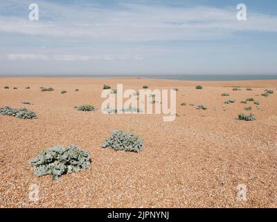 Shingle Street Strand an der Nordseeküste der englischen Grafschaft Suffolk England Stockfoto