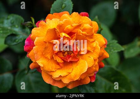 Blüte ‘Easy Does It’ Floribunda Rose Stockfoto