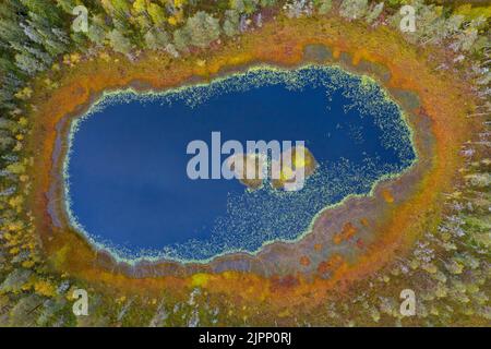 Luftaufnahme über einen kleinen Teich mit blauem Wasser im Moor und Bäumen auf der Taiga im Herbst bei Dalarna in Mittelschweden, Skandinavien Stockfoto