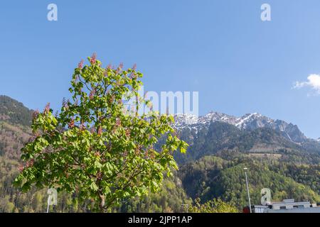 Nendeln, Liechtenstein, 28. April 2022 schöne Landschaft an einem sonnigen Tag im Frühling Stockfoto