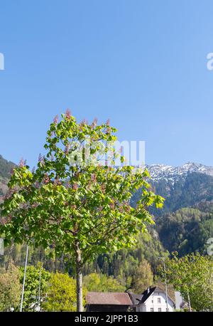 Nendeln, Liechtenstein, 28. April 2022 schöne Landschaft an einem sonnigen Tag im Frühling Stockfoto