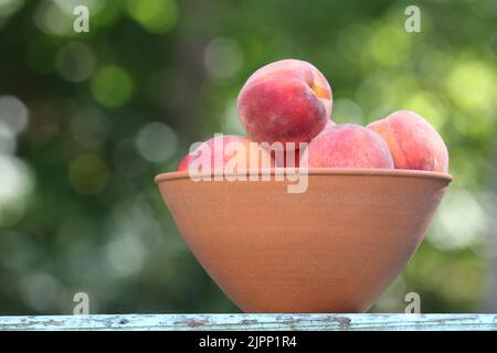 Eine Steingutschüssel mit frisch gepflückten reifen Pfirsichen, die im Spätsommer in Neuengland verzehrt werden können Stockfoto