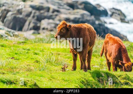 Highland Cow Kälber, Isle of Harris in Äußeren Hebriden, Schottland. Selektiver Fokus Stockfoto