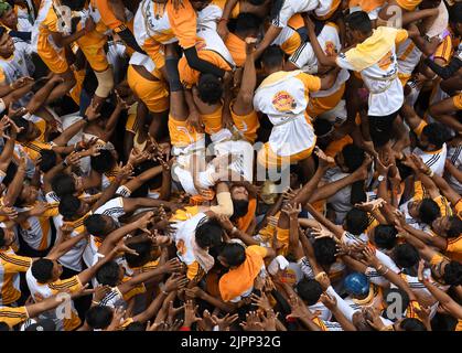 Mumbai, Indien. 19. August 2022. Hinduistische Anhänger sahen während des Janmashtami-Festivals in Mumbai aufeinander fallen, während sie eine Pyramide bildeten, um Dahi handi (irdischer Topf mit Quark gefüllt) zu brechen. Janmashtami wird gefeiert, um die Geburt von Lord Krishna zu markieren. Hinduistische Anhänger versammeln sich auf den Straßen und bilden akrobatische Pyramiden, um Dahi handi (irdischer Topf mit Quark gefüllt) zu brechen, um den Anlass zu feiern. Kredit: SOPA Images Limited/Alamy Live Nachrichten Stockfoto