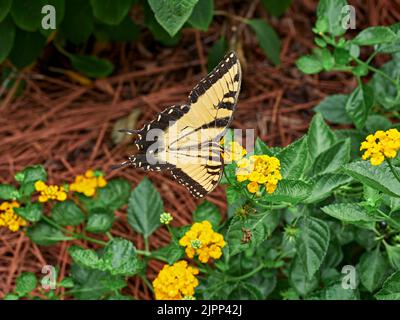 Östlicher Tiger-Schwalbenschwanz (Pterourus glaucus), gelb und schwarz, Schmetterling auf einer lantana-Blume, die Nektar in Zentral-Alabama, USA sammelt. Stockfoto