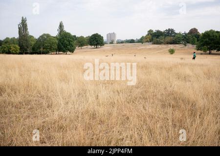 Eine Landschaft aus trockenem, braunem und ausgetrockneten Gras im Brockwell Park während der Dürre des Vereinigten Königreichs am 15.. August 2022 in London, England. Für das Wassergebiet der Themse, das London und den Südosten umfasst, besteht weiterhin ein Rohrleitungsverbot. Stockfoto