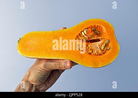 Ein halber Butternut Kürbis auf der Hand in einem hellen Hintergrund Stockfoto