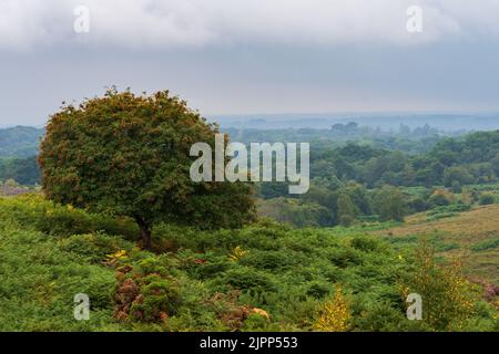 Bergasche oder Rowan-Baum (Sorbus aucuparia) in der Landschaft des New Forest während eines Gewitters, Hampshire, Großbritannien Stockfoto