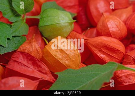 Früchte der lampion Blume, Physalis alkekengi Stockfoto