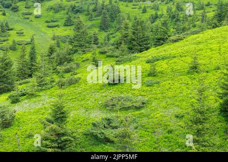 Die einzigartige Natur und Landschaft der Karpaten. Grüne Sommerberghänge überwuchert mit jungen Fichtenwäldern - Gebirgsstrukturen. Lebendige Fotos Stockfoto