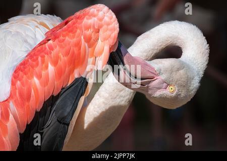 Greater Flamingo (Phoenicopterus roseus) Preening Stockfoto