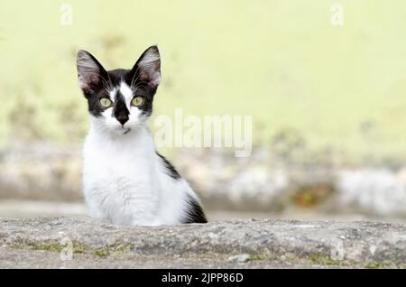 Grün-Augen-Katze gegen grüne Wand Stockfoto