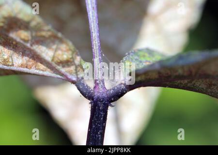 Tetranychus urticae (Rotspinnenmilbe oder Zweifleckige Spinnmilbe) ist eine Art pflanzenfressende Milbe, die von vielen Pflanzen befallen wird. Schäden an den Bohnenblättern. Stockfoto