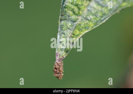 Tetranychus urticae (Rotspinnenmilbe oder Zweifleckige Spinnmilbe) ist eine Art pflanzenfressende Milbe, die von vielen Pflanzen befallen wird. Schäden an den Bohnenblättern. Stockfoto