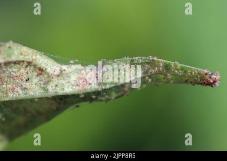 Tetranychus urticae (Rotspinnenmilbe oder Zweifleckige Spinnmilbe) ist eine Art pflanzenfressende Milbe, die von vielen Pflanzen befallen wird. Schäden an den Bohnenblättern. Stockfoto