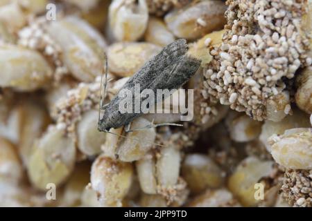 Detaillierte Nahaufnahme der kleinen Tabakmotte, Ephestia elutella - eine häufige Lebensmittelpest. Farbform mit grauen Flügeln. Motte auf befallenen Produkten. Stockfoto