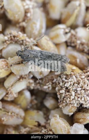 Detaillierte Nahaufnahme der kleinen Tabakmotte, Ephestia elutella - eine häufige Lebensmittelpest. Farbform mit grauen Flügeln. Motte auf befallenen Produkten. Stockfoto