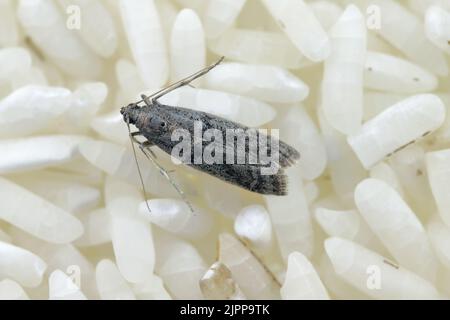 Detaillierte Nahaufnahme der kleinen Tabakmotte, Ephestia elutella - eine häufige Lebensmittelpest. Farbform mit grauen Flügeln. Motte auf Reissamen. Stockfoto