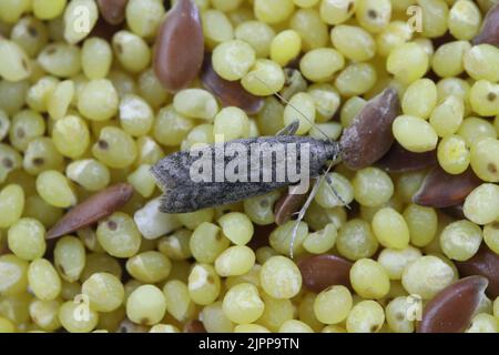 Detaillierte Nahaufnahme der kleinen Tabakmotte, Ephestia elutella - eine häufige Lebensmittelpest. Farbform mit grauen Flügeln. Motte auf Samen. Stockfoto