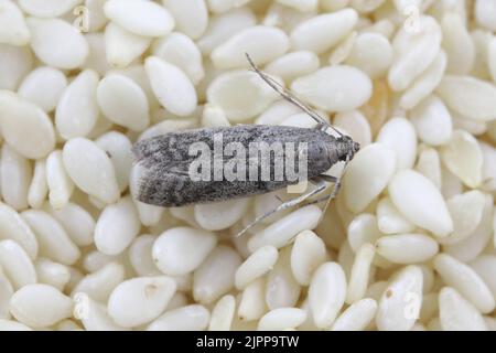 Detaillierte Nahaufnahme der kleinen Tabakmotte, Ephestia elutella - eine häufige Lebensmittelpest. Farbform mit grauen Flügeln. Motte auf Sesamsamen. Stockfoto