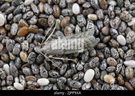 Detaillierte Nahaufnahme der kleinen Tabakmotte, Ephestia elutella - eine häufige Lebensmittelpest. Farbform mit grauen Flügeln. Motte auf Chiasamen. Stockfoto