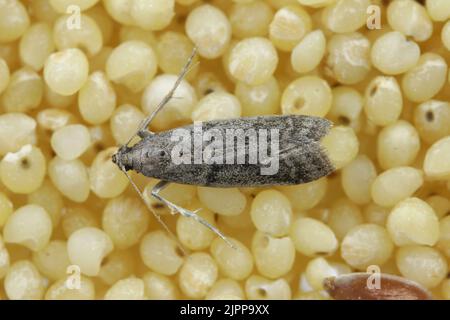 Detaillierte Nahaufnahme der kleinen Tabakmotte, Ephestia elutella - eine häufige Lebensmittelpest. Farbform mit grauen Flügeln. Motte auf Bulgurporridge. Stockfoto