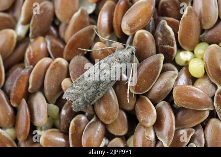 Detaillierte Nahaufnahme der kleinen Tabakmotte, Ephestia elutella - eine häufige Lebensmittelpest. Farbform mit grauen Flügeln. Motte auf Leinsamen. Stockfoto